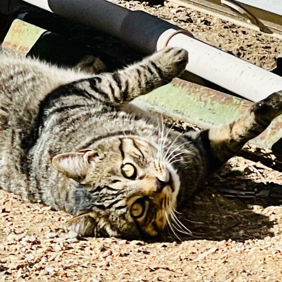 Meet your Posher, Melanie - Picture 3 of 4